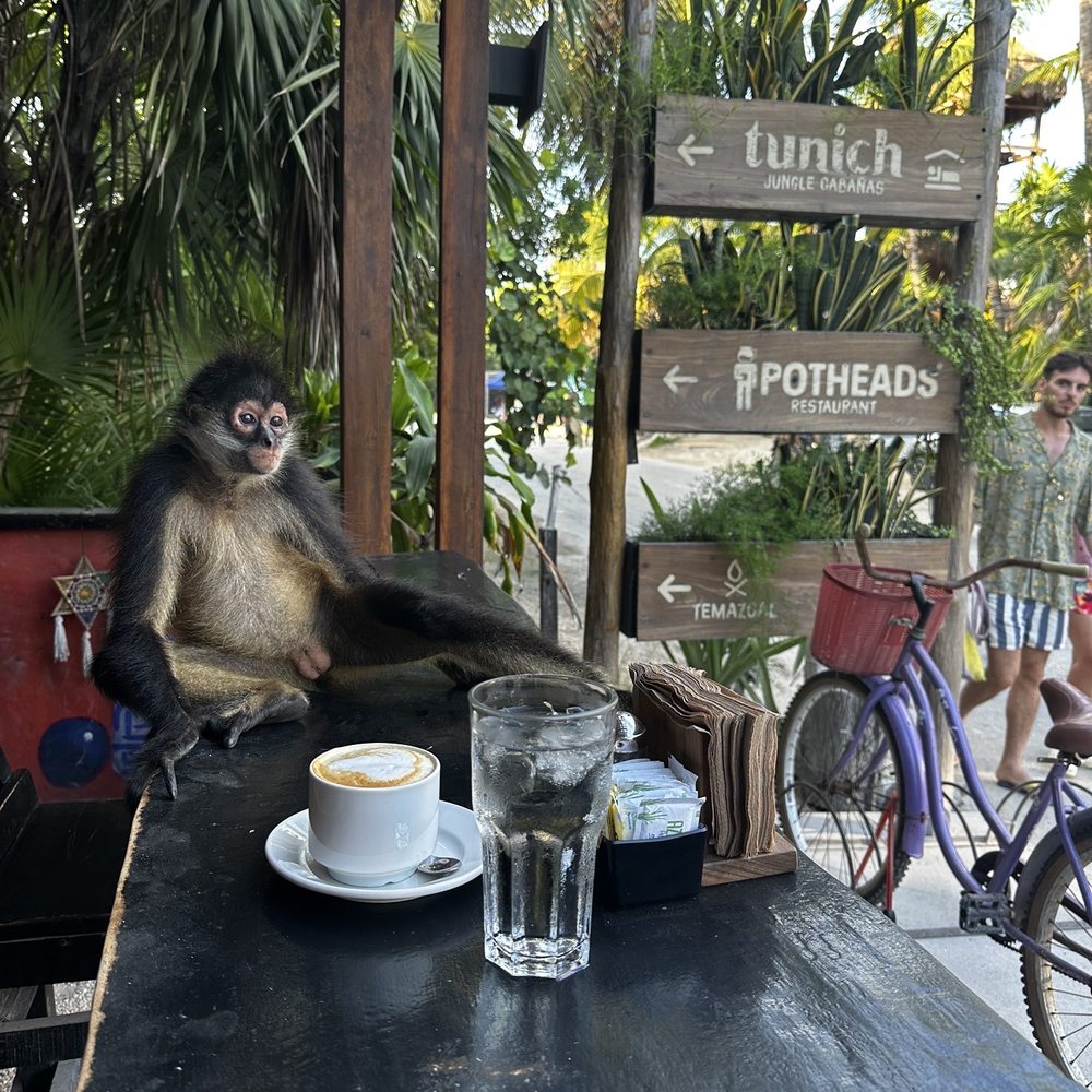 Potheads Beach Road - Have you met the wild monkey that visits often? - Breakfast & Brunch Near Me - Tulum, ROO Potheads Beach Road - Have you met the wild monkey that visits often? - Breakfast & Brunch Near Me - Tulum, ROO