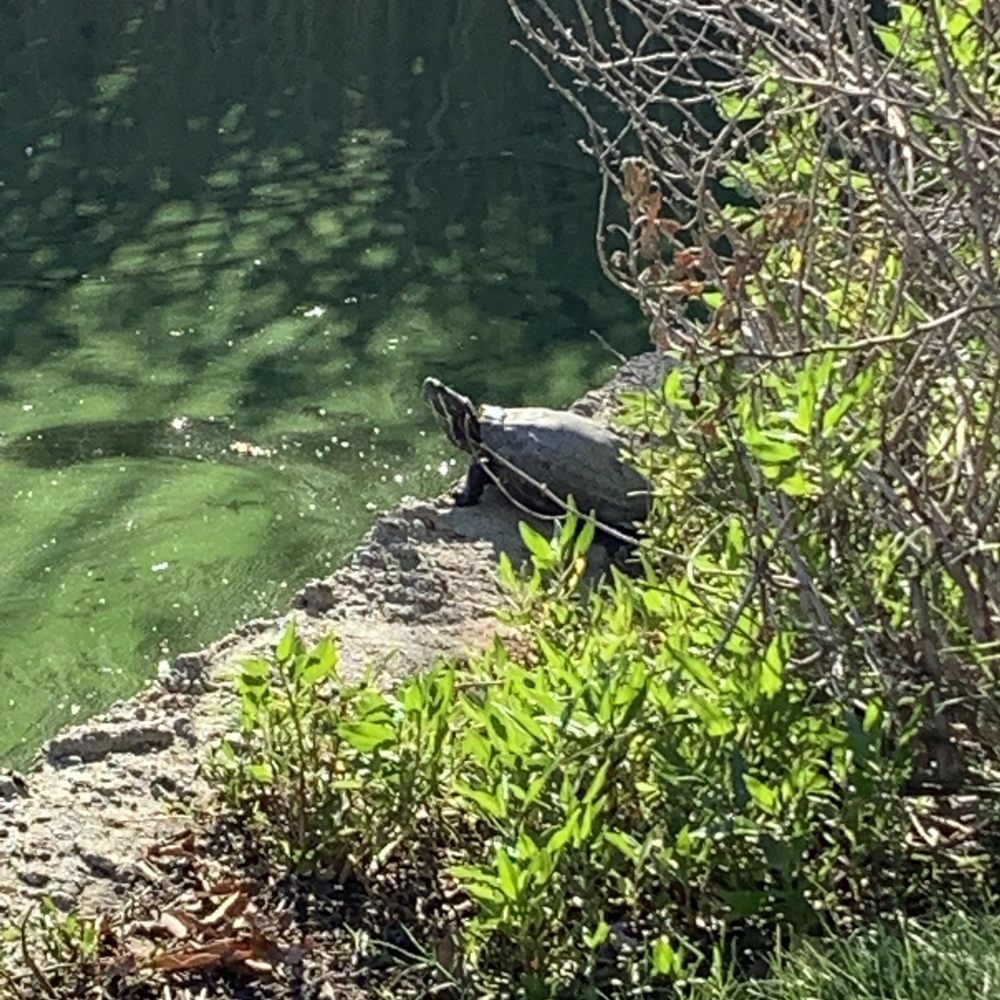 Wilderness Park - Relaxing turtle - Parks Near Me - Downey, California Wilderness Park - Relaxing turtle - Parks Near Me - Downey, California