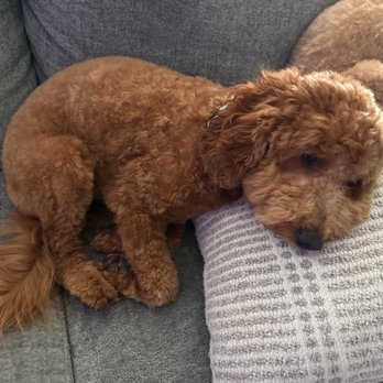 Pampered Pups - Valerie after. Exhausted but happy. - Pet Groomers Near Me Pampered Pups - Valerie after. Exhausted but happy. - Pet Groomers Near Me