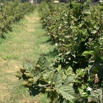 U-Pick Blueberries - Pick Your Own Farms Near Me - Santa Maria, California U-Pick Blueberries - Pick Your Own Farms Near Me - Santa Maria, California