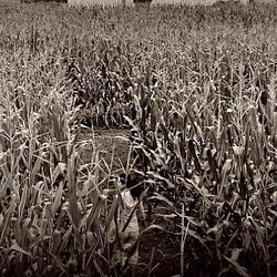 Twin Falls Corn Maze - Twin Falls Corn Maze Trail