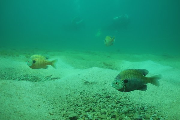 FANTASY LAKE ADVENTURE PARK - 13 Photos - Parks - 3601 Quarry Rd, Wake