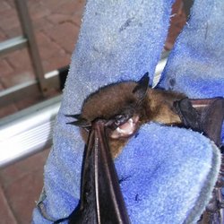 Wildlife Removal San Diego
