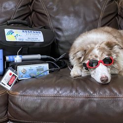 Taina Canine Rehabilitation