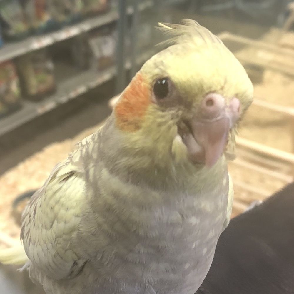 Friendly Pets - Sweet baby with an eye that needs to be seen by an avian vet. - Pet Stores Near Me - Greensboro, North Carolina Friendly Pets - Sweet baby with an eye that needs to be seen by an avian vet. - Pet Stores Near Me - Greensboro, North Carolina
