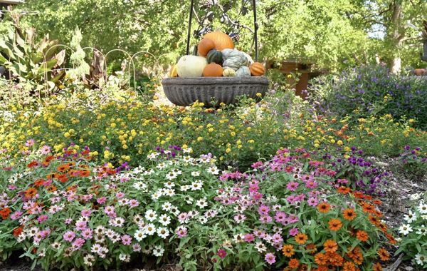 Amarillo Botanical Gardens by null