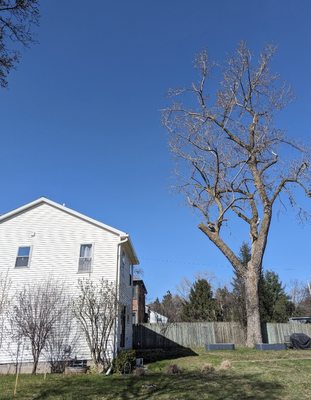 Large Lead Removal (home clearance) - Today we removed a damaged Poplar lead over a home.