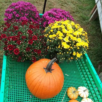 Stonington Gardens - Our loot for today.  Mums were 4 for $25 and they're beautiful. - Landscaping Near Me - Mystic, Connecticut