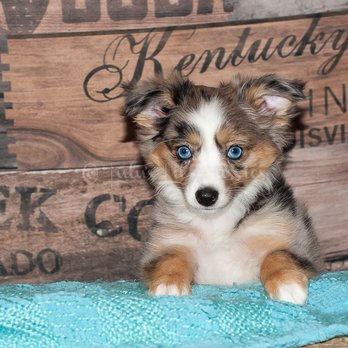 Lulu's Lil Aussies - Blue Eyed Beauty - Pet Breeders Near Me - Stockton, Utah