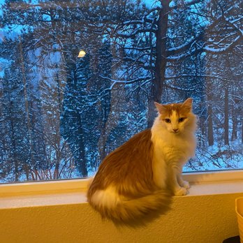 Evergreen Cat Lodge - Pet Boarding Near Me - Evergreen, Colorado