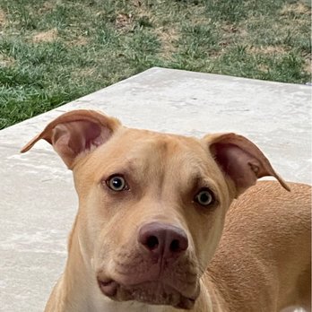 Consistent K9 Training  - Pet Training Near Me