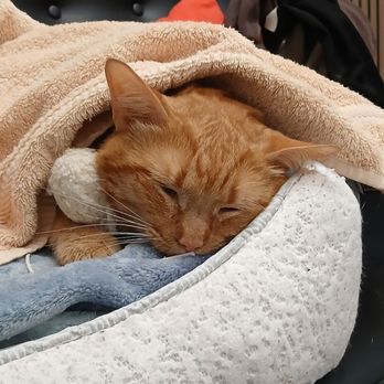 VEG ER for Pets - Emergency Pet Hospital Near Me - Washington, DC, District of Columbia
