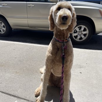 Pack City Doggie Stylez - Pet Groomers Near Me - Reno, Nevada Pack City Doggie Stylez - Pet Groomers Near Me - Reno, Nevada