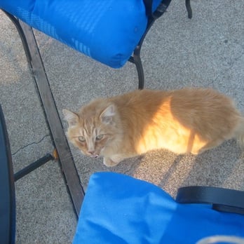 Point Reyes Vineyards - Louie, the winery's cat. - Wineries Near Me - Point Reyes Station, California Point Reyes Vineyards - Louie, the winery's cat. - Wineries Near Me - Point Reyes Station, California