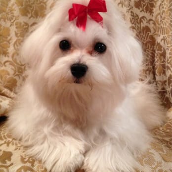 Odyssey Pets - Miss Lynn is great! - Pet Stores Near Me - Dallas, Texas
