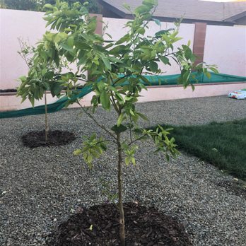 Moon Valley Nurseries - Arizona Sweet Orange. - Nurseries & Gardening Near Me - Chandler, Arizona