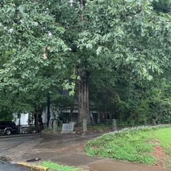 The Tree That Owns Itself - View from the street.