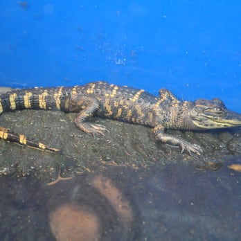 Baton Rouge Zoo - Zoos Near Me - Baton Rouge, Louisiana