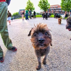 Churchill Field Dog Park - Photo by Dean Peters