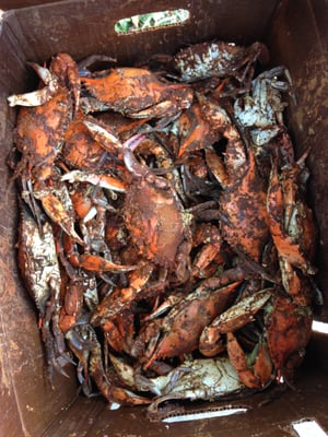 Richard's Fish & Crabs by null