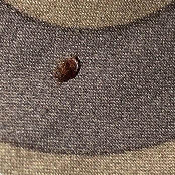 Vagabond Inn - Buttonwillow North I-5 - Bed bugs - Hotels Near Me - Buttonwillow, California