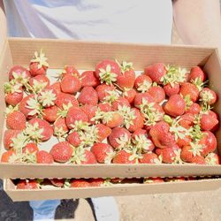 Chao’s Strawberries - $16 out the door :)