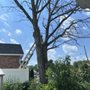 Photo of Tony Tree Service