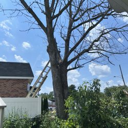 Tony Tree Service - Before.