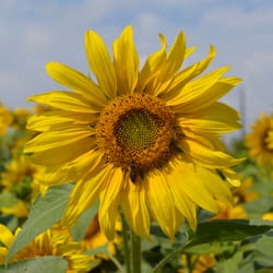 Blumengärten und Palmenhaus Hirschstetten - Sunflower