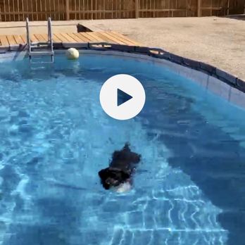 432dogs - Found out that she Can SWIM!! - Pet Boarding Near Me - Odessa, Texas
