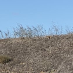 Crafton Hills Ridge Trail - We often see coyotes in early morning hours, so stay alert