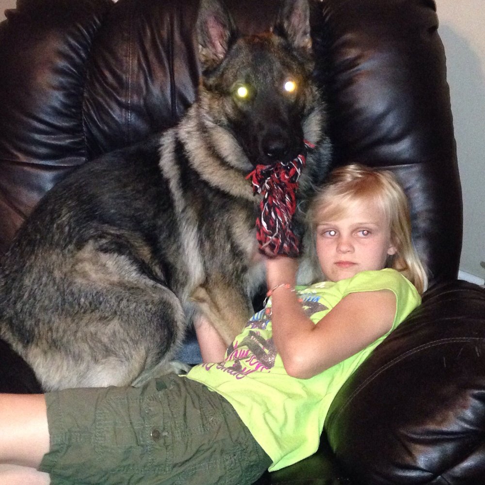Vom Dreifke Shepherds - Pet Training Near Me - Dinwiddie, Virginia