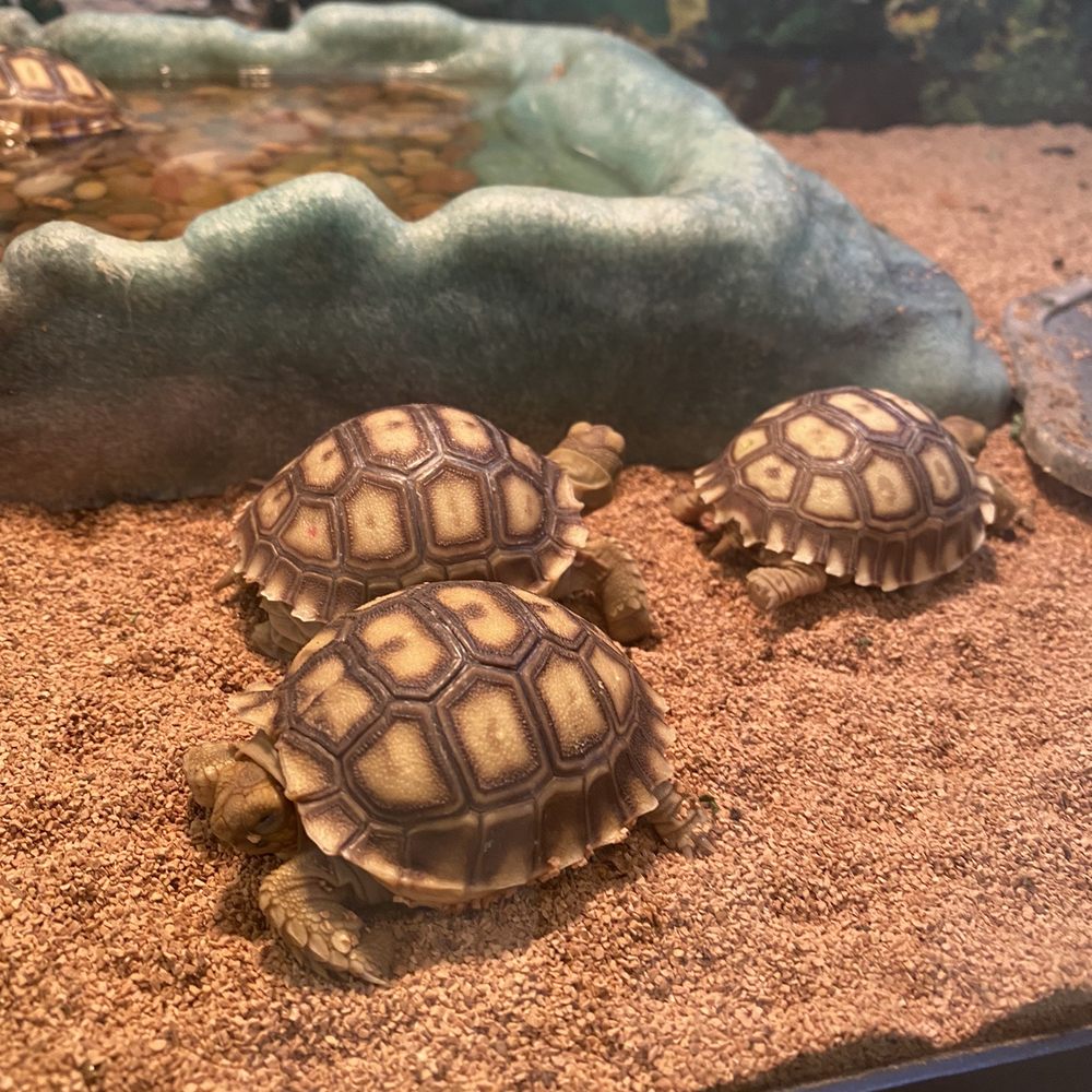 Forever Pets - baby sulcata tortoises - Pet Services Near Me - San Antonio, Texas Forever Pets - baby sulcata tortoises - Pet Services Near Me - San Antonio, Texas