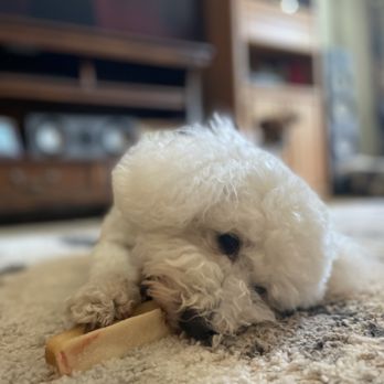 Pet Bath & Beyond - Puppy - Pet Groomers Near Me - San Antonio, Texas Pet Bath & Beyond - Puppy - Pet Groomers Near Me - San Antonio, Texas