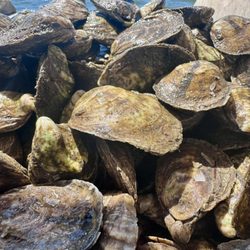 Oysters