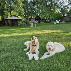 Hendersonville Animal Hospital - Karl & Miss Kitty in their back yard!!!