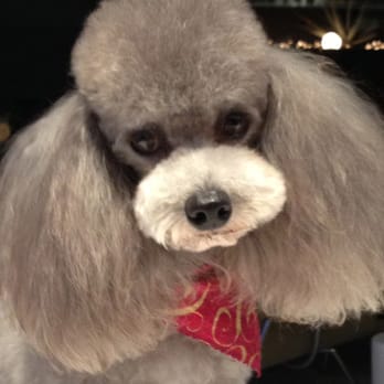 Supermutts - Pet Groomers Near Me - Palm Desert, California