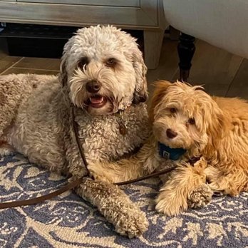 Sugar Pine Doodles - Pet Breeders Near Me Sugar Pine Doodles - Pet Breeders Near Me