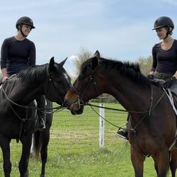Trillion Equestrian