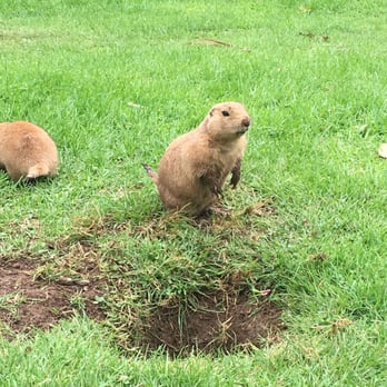 Belfast Zoo - Zoos Near Me - Belfast, BFS