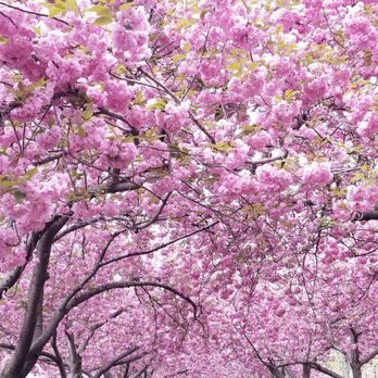 Brooklyn Botanic Garden - Cherry blossom @ BBG - Botanical Gardens Near Me - Brooklyn, New York Brooklyn Botanic Garden - Cherry blossom @ BBG - Botanical Gardens Near Me - Brooklyn, New York