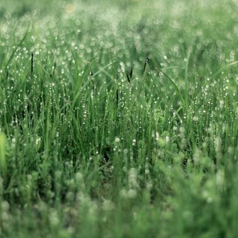 Austin's Pet Waste Management - Pet Waste Removal Near Me Austin's Pet Waste Management - Pet Waste Removal Near Me