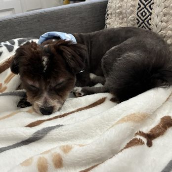 VIP Dog Grooming & Boarding - My dog - Pet Groomers Near Me - Stanton, California VIP Dog Grooming & Boarding - My dog - Pet Groomers Near Me - Stanton, California