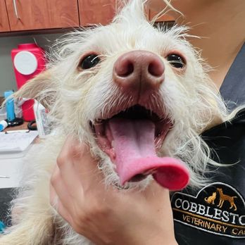Cobblestone Veterinary Care - Veterinarians Near Me - Tempe, Arizona Cobblestone Veterinary Care - Veterinarians Near Me - Tempe, Arizona