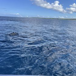 We saw small whales as well!