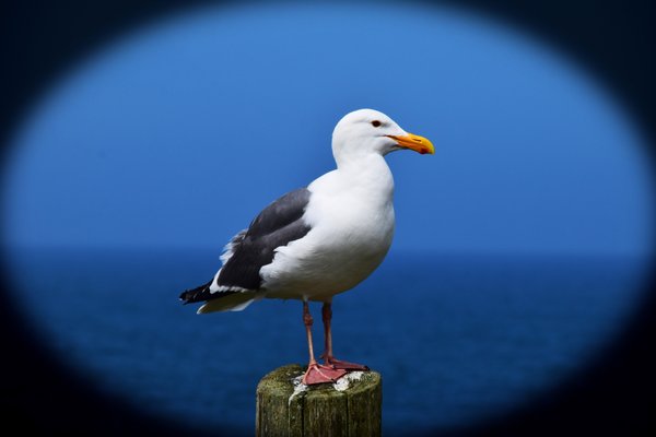 Yaquina Head Outstanding Natural Area by null