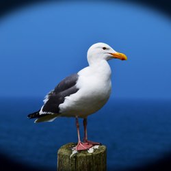 Yaquina Head Outstanding Natural Area - Gull posing at Boiler Bay May 25, 2023