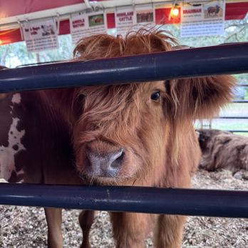 Amber Brooke Farms - Eustis - Pick Your Own Farms Near Me - Eustis, Florida