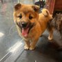 Photo of Petland Fayetteville