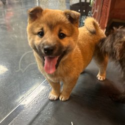 Petland Fayetteville